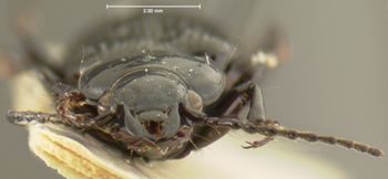Media type: image;   Entomology 33037 Aspect: head frontal view